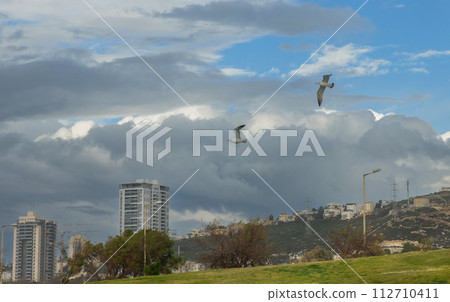 seagulls against the background of clouds and high-rise buildings 112710411