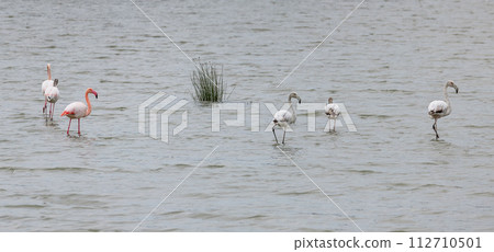 beautiful pink and gray flamingos on a background of water 112710501