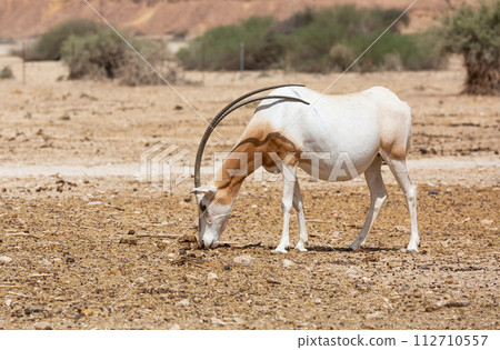 Arabian Oryx in the desert Arabian Oryx in the desert 112710557