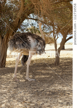 beautiful ostrich in the desert 112710558