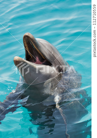 dolphins in the Gulf of Eilat dolphins in the Gulf of Eilat 112710559