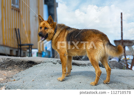 beautiful German Shepherd guarding the house beautiful German Shepherd guarding the house 112710578