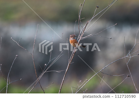 beautiful bird Western Stonechat sitting on a thin branch 112710590