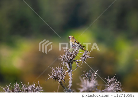 beautiful bird Siskin sitting on a thin branch 112710592