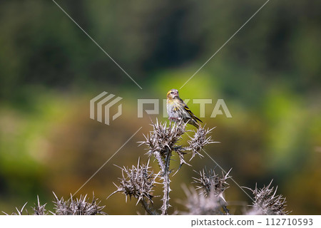 beautiful bird Siskin sitting on a thin branch beautiful bird Siskin sitting on a thin branch 112710593