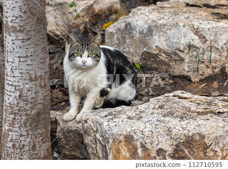 beautiful cat sits on the stones 112710595