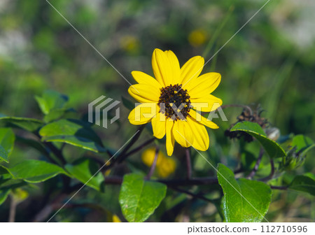 yellow Helianthus petiolaris flower on blurred background close up yellow Helianthus petiolaris flower on blurred background close up 112710596