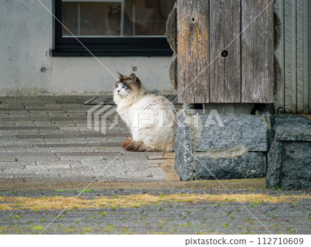 Stray cat's story 112710609