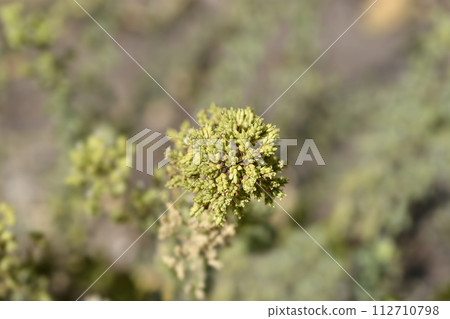 Winter marjoram Winter marjoram 112710798