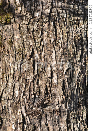 Common olive Common olive 112710803
