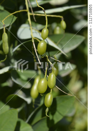 Weeping Japanese pagoda tree 112710805