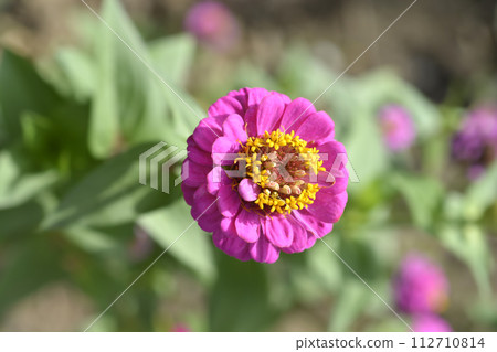 Common zinnia 112710814