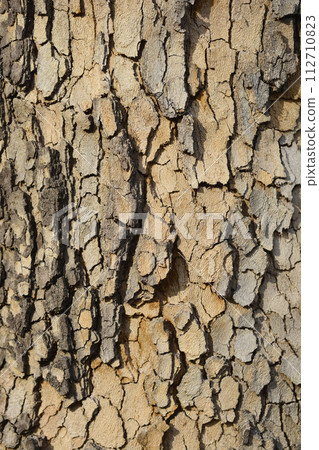 London plane 112710823