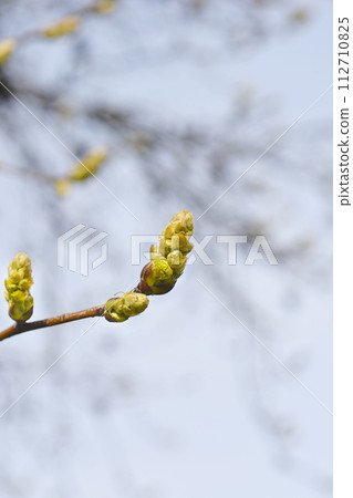 American sweetgum American sweetgum 112710825