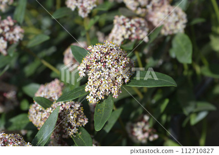 Japanese skimmia Japanese skimmia 112710827