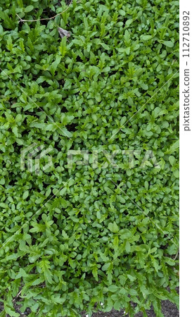green 024 green 024 112710892
