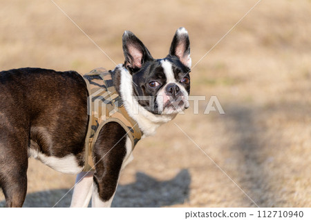 Boston Terrier 112710940