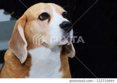 Portrait of young beagle dog on dark background 112710944