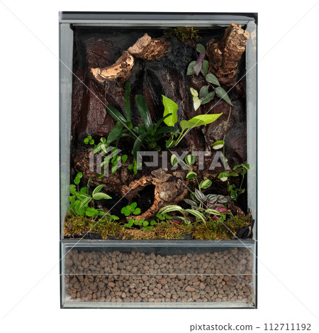 Lush Terrarium Featuring a Rich Mix of Textured Plants and Moss Lush Terrarium Featuring a Rich Mix of Textured Plants and Moss 112711192