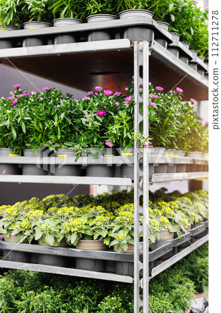 Close-up detail fresh green potted flower in flowerpot on sale rack in floral shop store. Seasonal easter spring garden plant supermarket. Gardening landscaping design concept 112711278