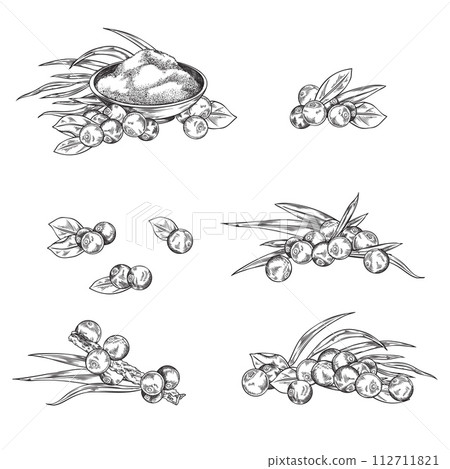 Acai berry collection, vector isolated on white background, sketch style. 112711821