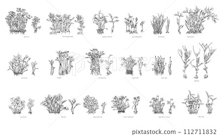 Set of hand drawn monochrome bushes of micro-green sketch style 112711832