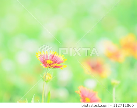 Agaricia blooming on the road 112711860