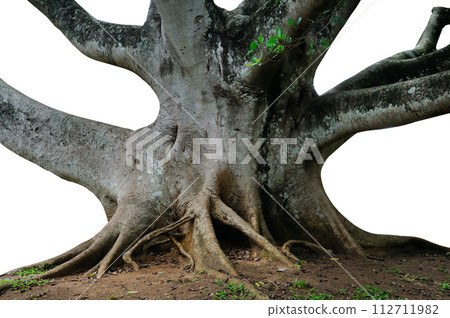 Powerful trunk, roots and branches of an old ficus tree isolated on white. 112711982
