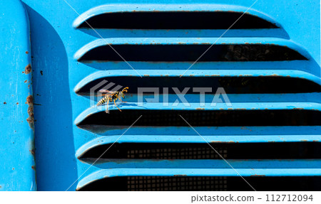beautiful small slender wasp sits on a blue background (grill of an old car) 112712094