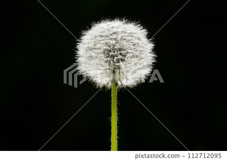 Dandelion (blowball) is contrasting and bright isolated on a black background 112712095