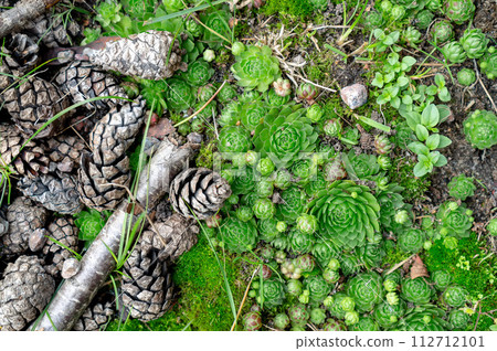 Forest or garden flat lay background. Sempervivum (also known as liveforever, houseleeks, hen and chicks) and pine cones, beautiful natural minimalism. Forest or garden flat lay background. Sempervivum (also known as liveforever, houseleeks, hen and chicks) and pine cones, beautiful natural minimalism. 112712101