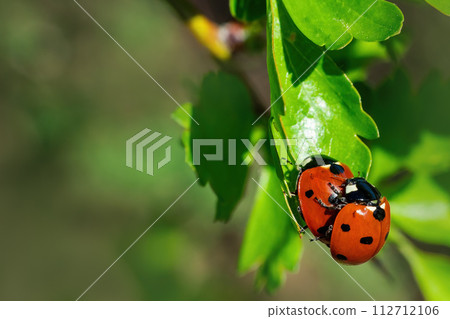 mating ladybugs - spring, time of love, sex and bugs. 112712106