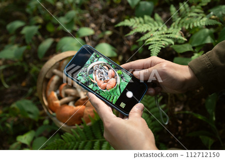 Person in the forest takes pictures of a basket full of red capped boletus mushrooms. Person in the forest takes pictures of a basket full of red capped boletus mushrooms. 112712150