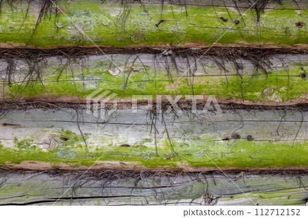 Close-up background texture of an old log house made of round logs, covered with rich green mold and fungus. Close-up background texture of an old log house made of round logs, covered with rich green mold and fungus. 112712152