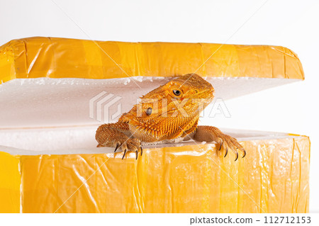 Australian Bearded Dragon (Agama) looks out of the post parcel box (packaging). Concept of exotic animals illegal transportation and sale (smuggling, contraband). 112712153