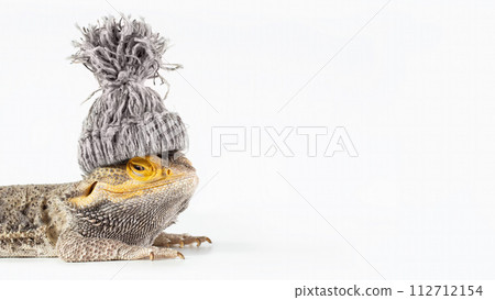 Close-up portrait of a smiling male Australian Bearded dragon (Agama), with a winter knitted hat on his head isolated on white background, wide image 16 112712154