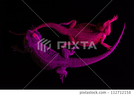 A pair of bearded lizards are tanning under an ultraviolet lamp in a tanning salon. SPA procedures concept. Copy space. A pair of bearded lizards are tanning under an ultraviolet lamp in a tanning salon. SPA procedures concept. Copy space. 112712158