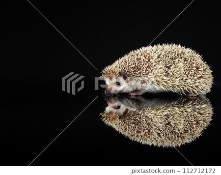 hedgehog isolated on a black color background, reflection on mirror, copy space. hedgehog isolated on a black color background, reflection on mirror, copy space. 112712172