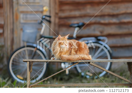 Summer rural (rural area) portrait of a beautiful red cat Maine Coon (American forest cat) sitting against the background of an old barn and a bicycle. Summer rural (rural area) portrait of a beautiful red cat Maine Coon (American forest cat) sitting against the background of an old barn and a bicycle. 112712173