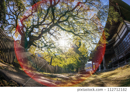 Saitama Prefecture Chichibu City Chichibu Temple Temple Temple Saizenji Komine Maple Light Point Saitama Prefecture Chichibu City Chichibu Temple Temple Temple Saizenji Komine Maple Light Point 112712182