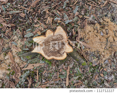 the stump of a sawn tree in a spring park during a thaw, sawdust around the stump, old foliage and moss around 112712227