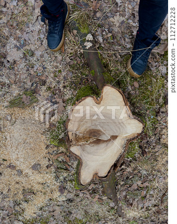 the stump of a sawn tree in a spring park during a thaw, sawdust around the stump, men's feet in black shoes, old foliage and moss around the stump of a sawn tree in a spring park during a thaw, sawdust around the stump, men's feet in black shoes, old foliage and moss around 112712228