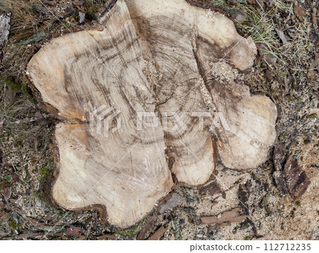 the stump of a sawn tree in a spring park during a thaw, sawdust around the stump, old foliage and moss around the stump of a sawn tree in a spring park during a thaw, sawdust around the stump, old foliage and moss around 112712235