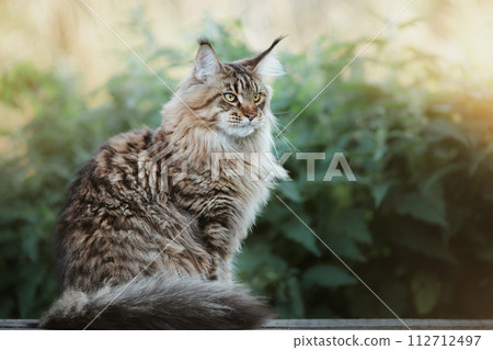 A beautiful summer evening outdoors portrait of a sitting calm Maine Coon cat with a blurred background, soft bokeh and vintage tinting. A beautiful summer evening outdoors portrait of a sitting calm Maine Coon cat with a blurred background, soft bokeh and vintage tinting. 112712497