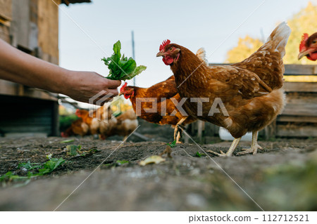 Red chickens eat fresh leaves from the farmer's hands in the chicken coop. A flock of free-range chickens enjoying fresh feed. 112712521