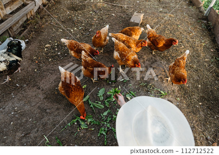 Red chickens eat fresh leaves from the farmer's hands in the chicken coop. A flock of free-range chickens enjoying fresh feed. Red chickens eat fresh leaves from the farmer's hands in the chicken coop. A flock of free-range chickens enjoying fresh feed. 112712522