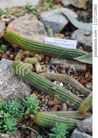 Gold lace cactus or Ladyfinger cactus Mammillaria elongata a flowering plant in cactaceae family 112712860