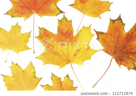 fallen bright yellow orange autumn maple leaf on a white background close-up fallen bright yellow orange autumn maple leaf on a white background close-up 112712874