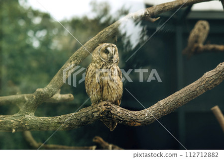 Long-eared owl Asio otus resting on the branch in Zoo Park. Sharp photograph with shallow depth of field Long-eared owl Asio otus resting on the branch in Zoo Park. Sharp photograph with shallow depth of field 112712882