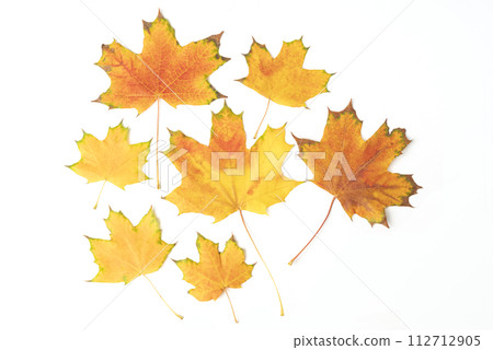fallen bright yellow orange autumn maple leaf on a white background close-up 112712905